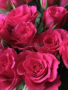 鮮花,玫瑰,花卉