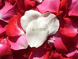 玫瑰,花瓣,愛