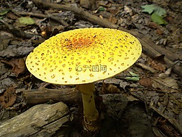 蘑菇,毒菌,真菌