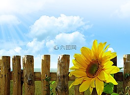 向日葵,夏天,背景