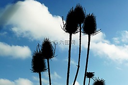 薊,天空,植物區(qū)系