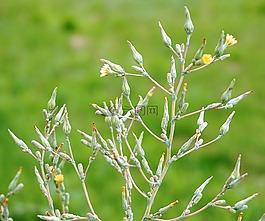 廠,野草,開花