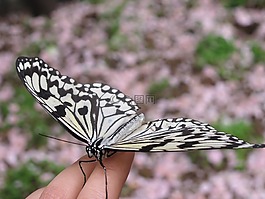 蝴蝶,昆蟲,靜物