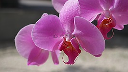 繡球,鮮花,春