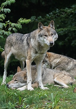 狼,捕食者,leitwolf