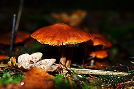 蘑菇,草,食品