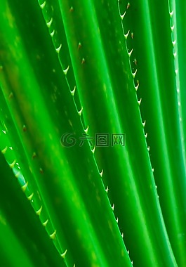 植物學(xué),仙人掌,特寫