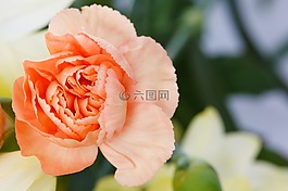 美麗,盛開,開花