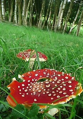 森林,真菌,菌類