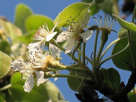 梨花,花,花園