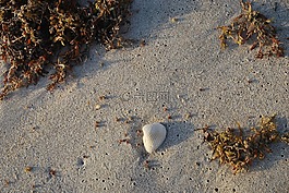 外殼,海灘,海