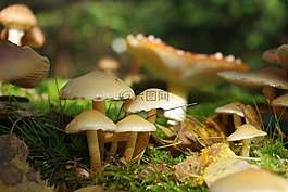 蘑菇,森林,有毒