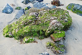 海灘,石,苔