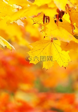 抽象,秋,光明
