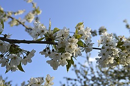 櫻花,櫻桃,白花