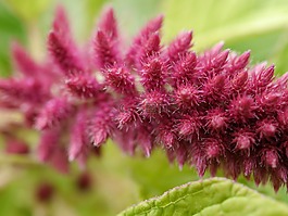 植物園,開花,宏