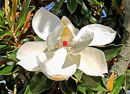 玉蘭,雄蕊,花