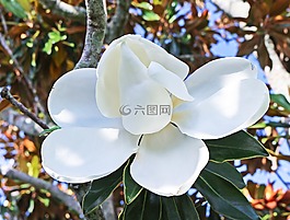 玉蘭,花,樹(shù)