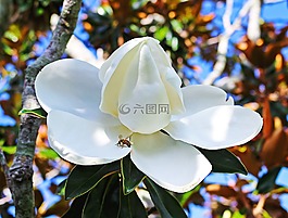 玉蘭,花,樹