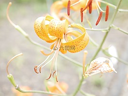 植物園,開花,宏