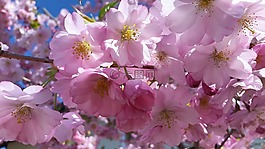 春天,鮮花,紫