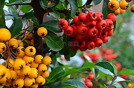 黃色,紅色,漿果