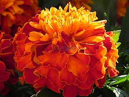 非洲菊,花,橙