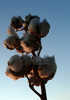 棉花,收獲,農(nóng)業(yè)