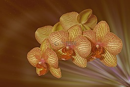 花,開花,蘭花