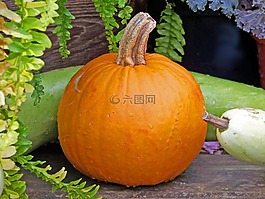 南瓜,秋,秋天