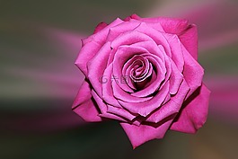 花,開花,玫瑰