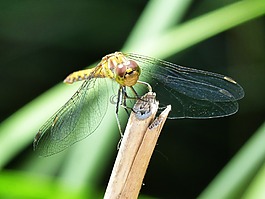 蜻蜓,黄蜻蜓,cordulegaster boltonii