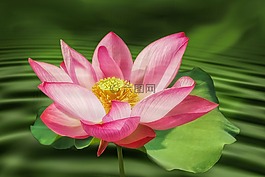 花,開(kāi)花,睡蓮