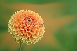 花,開花,嬌琴紗