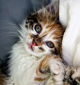 貓,小貓,動物