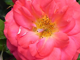 玫瑰,粉紅色,花