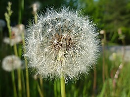 蒲公英,花,種子