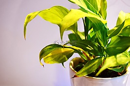 綠色,植物,葉子