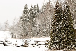 冬季景觀,樹,雪