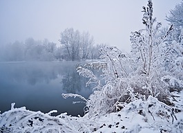 冬天,水,树