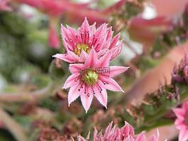 石頭作物,花,粉紅色