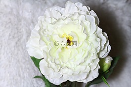 鮮花,光,花卉