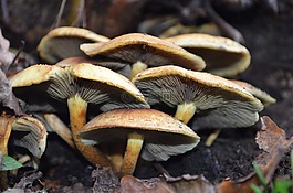 蘑菇,草,食品