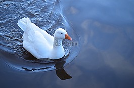 鵝,水,白