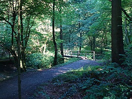 橋,森林,過獨身生活
