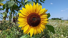 夏季,太陽花,廠