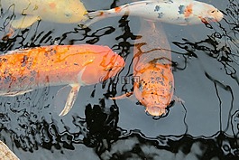 nishikigoi,鯉魚,織錦鯉魚