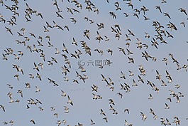 飛的鳥,鵝,候鳥