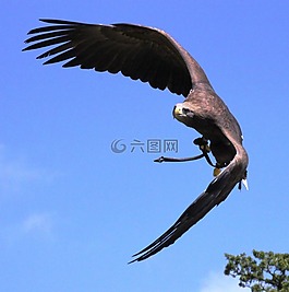 鷹,鳥,飛行