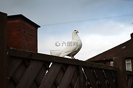 鴿子,動(dòng)物,鳥(niǎo)